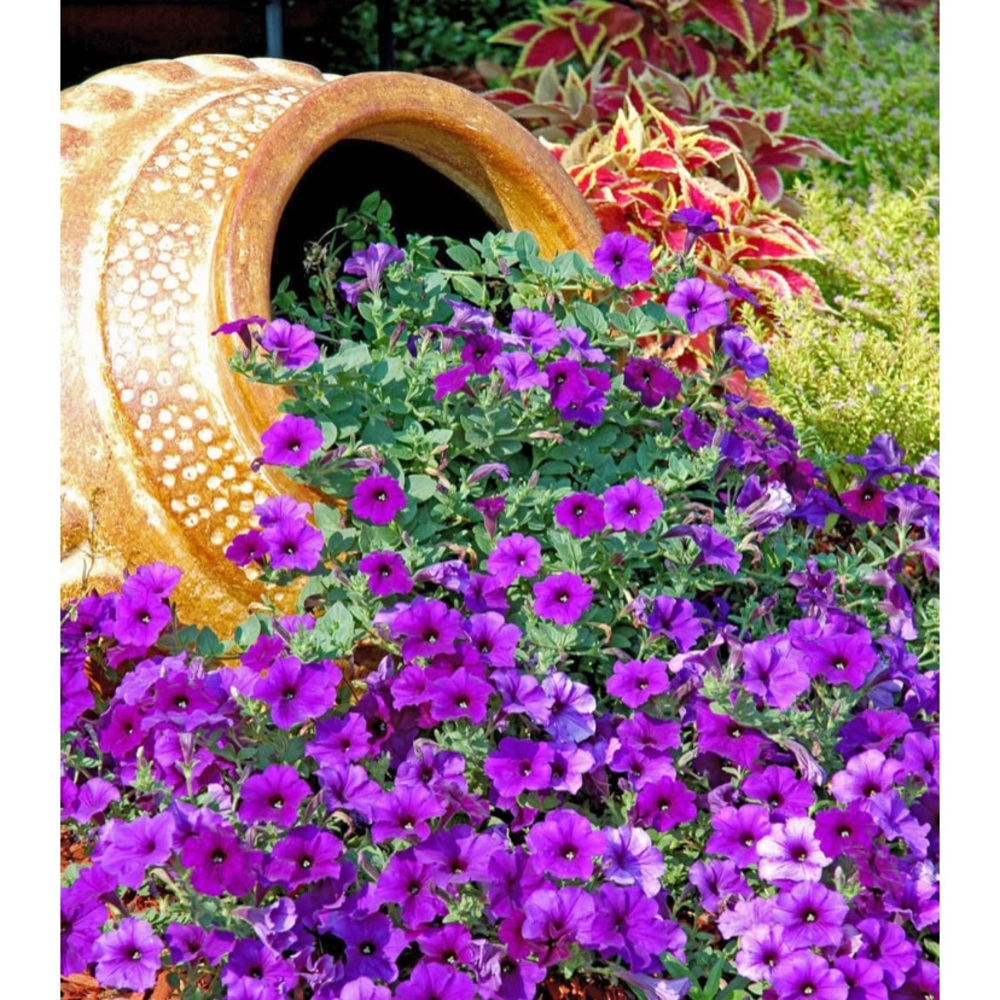 Meet your Posher, Asma